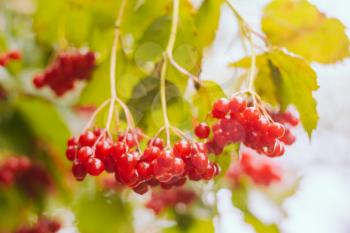 Berries Red Viburnum, Autumnal Background