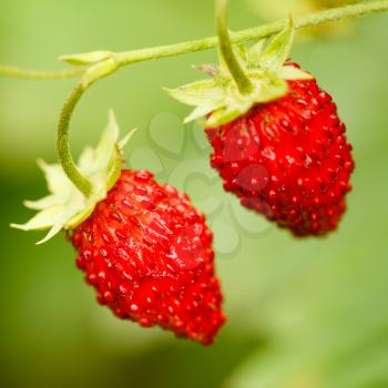 Strawberries. Growing Organic Berries Closeup. Ripe Strawberry In The Fruit Garden