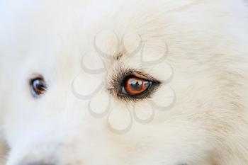 White Samoyed Dog Close Up Portrait