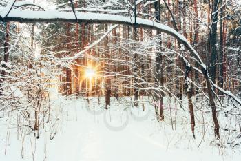 Landscape With Winter Forest And Bright Sunbeams. Sunrise, Sunset In Cold Snowy Forest