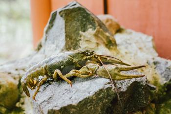 Wild Signal crayfish is sitting on a stone. Russian wildlife.