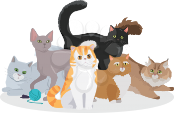 Cats conceptual web banner. Group of different breed cats seating, lying, standing, stretching, playing with ball of yarn flat vector illustration on white background. For pet shop landing page design