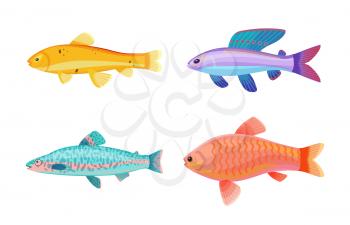 Jewel cichlid and blue jack dempsey fish set. Limbless cold-blooded animal with dorsal fin. Species of marine life environment vector illustration
