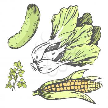 Vegetables at random colorful graphic illustration. Vector closeup poster of corn cob, green cucumber, lettuce plant and parsley herb