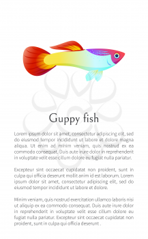 Aquarium Guppy fish poster with text sample. Marine creature color cartoon flat vector illustration with information about aquatic world character