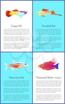 Colorful guppy and swordtail fishes vector posters, illustration of neon tetra and exotic filamented flasher wrasse, set of banner with text sample