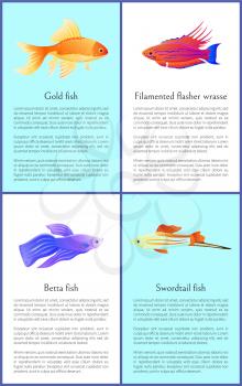 Gold betta and swordtail fishes with filamented flasher wrasse colorful banners isolated on white background vector illustration of marine inhabitants