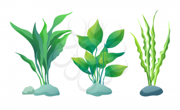 Sea or aquarium algae types vector illustration set on white. Straight and wavy seaweed with large and small leaved, green and violet colored poster.