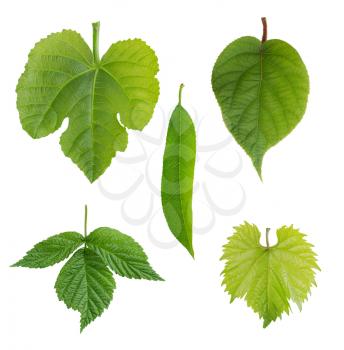 green young leaves of kiwi, nectarine, raspberries, figs, grapes and peaches. isolated on white background