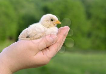 Baby chick on a human  palm closeup, on  blurred background