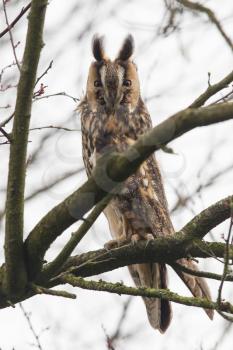 Long Eared Owl (Asio otus) in a tree