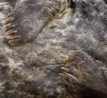 A close-up of a grey seal