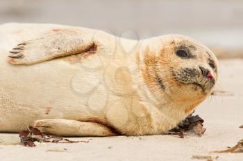 A common seal is resting on the beach