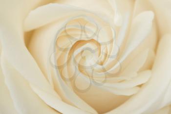 Close-up of a white rose