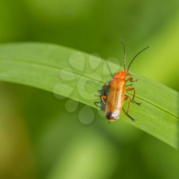 Beetle Rhagonycha fulva on grass