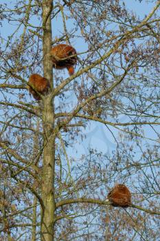 Three red panda bears are sleeping in a tree
