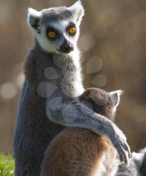 Ring-tailed lemur (Lemur catta) in a dutch zoo