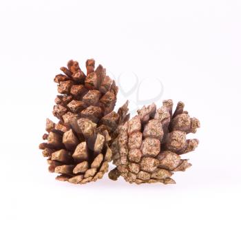 A few pine cones on a white background