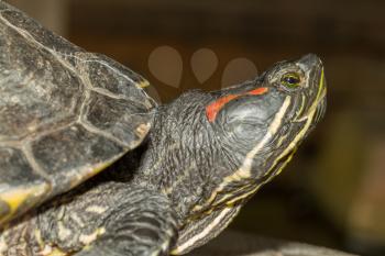 A European pond terrapin is sitting on a stone