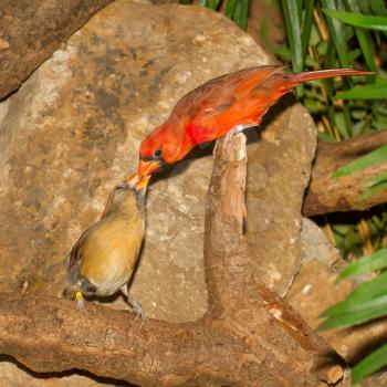 Pair of Northern Cardinals in captivity, feeding