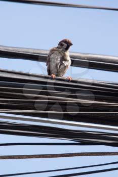 Eurasian Tree Sparrow sitting on a power cable, cleaning itself - Vietnam