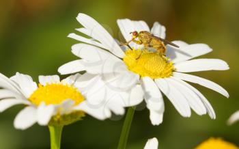 Small fly sits in the middle of an ox eye daisy