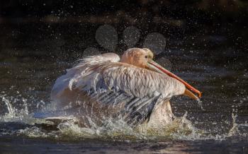 Pelican taking a refreshing, washing in a pond
