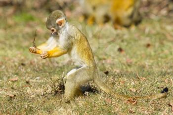 Squirrel Monkey (Saimiri boliviensis) in Holland looking for food