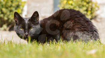 Black cat is sitting on the grass, summer