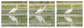 Great Egret / White Heron photo series, walking in a lake