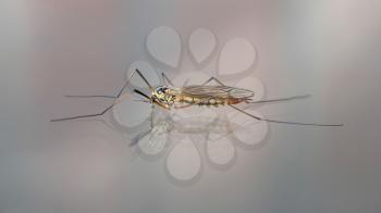 Crane fly also known as Daddy Long Legs, sitting on glass