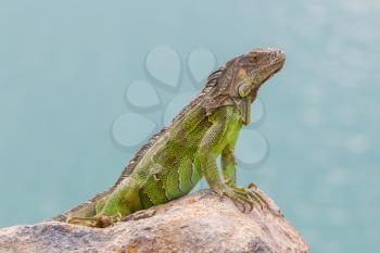 Green Iguana (Iguana iguana) sitting on rocks at the Caribbean coast