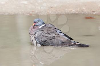 Wood Pigeon - Columba palumbus taking a bath in a pond