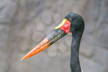 Saddle-billed stork. Latin name - Ephippiorhynchus senegalensis, the biggest of all storks