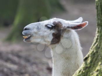 Lama with dark nature background, close up