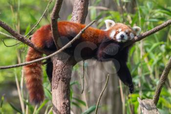 Red Panda, Firefox or Lesser Panda (Ailurus fulgens) resting in a tree