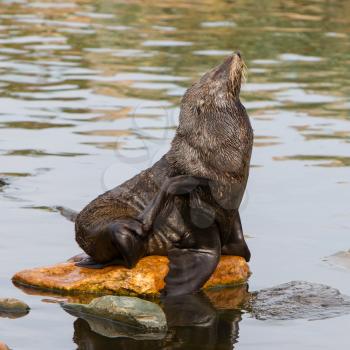 South American sea lion resting on a rock