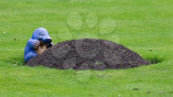 Blue mole statue poking out of mole mound on grass