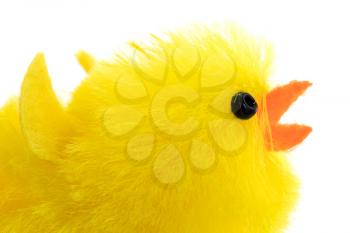 Single easter chick, isolated on a white background, close-up
