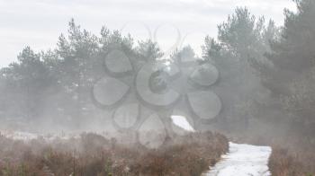 Foggy dutch landscape with a path, winter