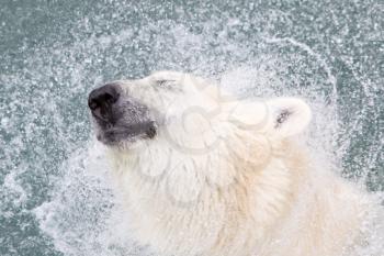 Close-up of a polarbear (icebear) in captivity, selective focus on the eye