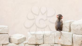 Baby baboon sitting on the rocks all alone