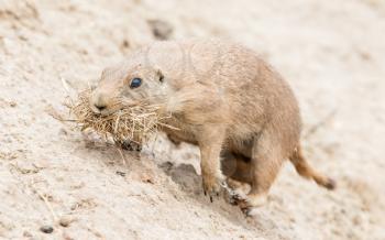 Black-Tailed prairie dog in it's natural habitat, gathering nesting material