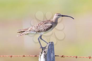 Whimbrel standing on a wooden pole - Summer in Iceland