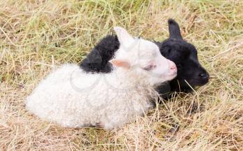 Little newborn lambs resting on the grass - Black and white - Iceland