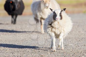Icelandic sheep crossing a road, two white ones and one black