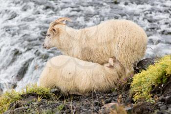 Young sheep drinking - Typical Icelandic sheep - Waterfall in background