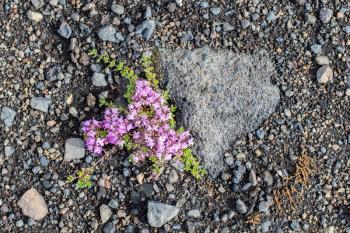 Plant growing on the black sand of Iceland