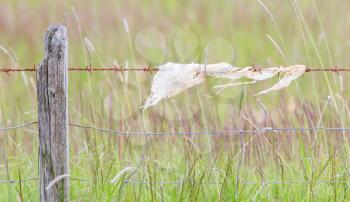 Unpleasant barbed wire with rags, meadow in Iceland