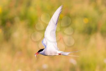 Arctic tern with a fish - Warm evening sun - Common bird in Iceland